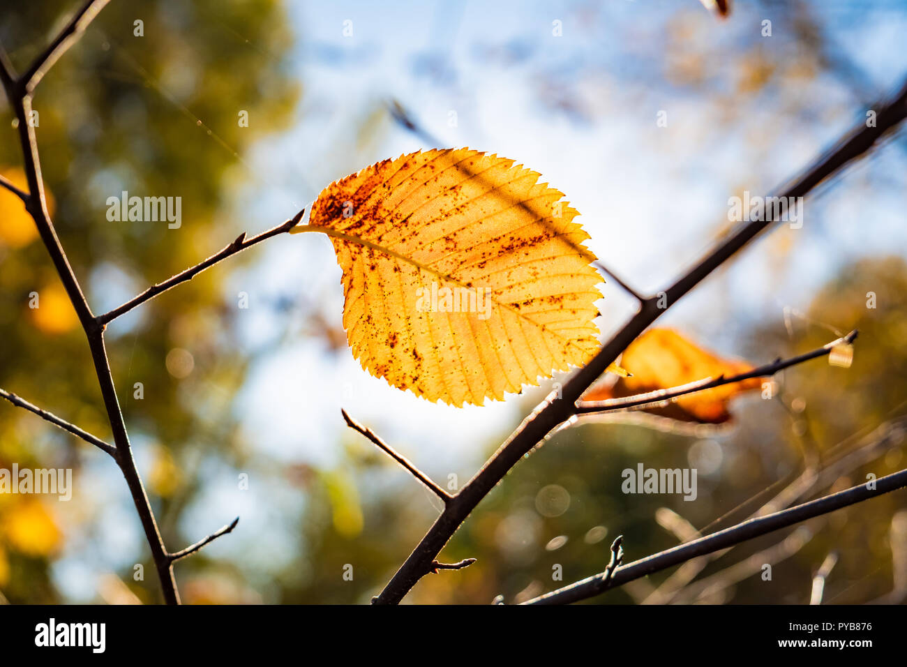 Indian summer concept autumn sun shining through yellow leaf. Branch