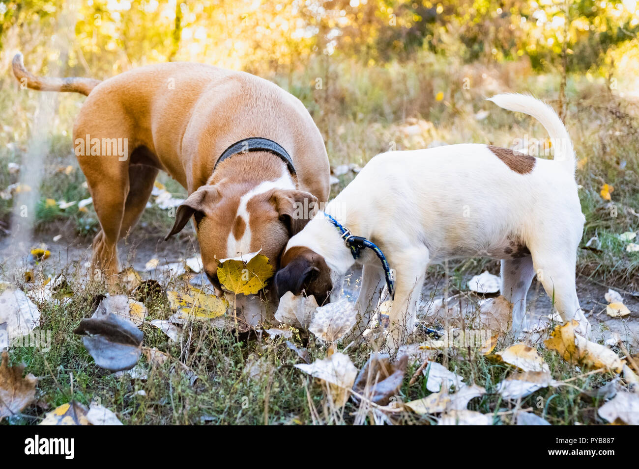 Two curious dogs sniff the ground outdoors. Grown up terrier and puppy on the walk with faces in autumn leaves Stock Photo