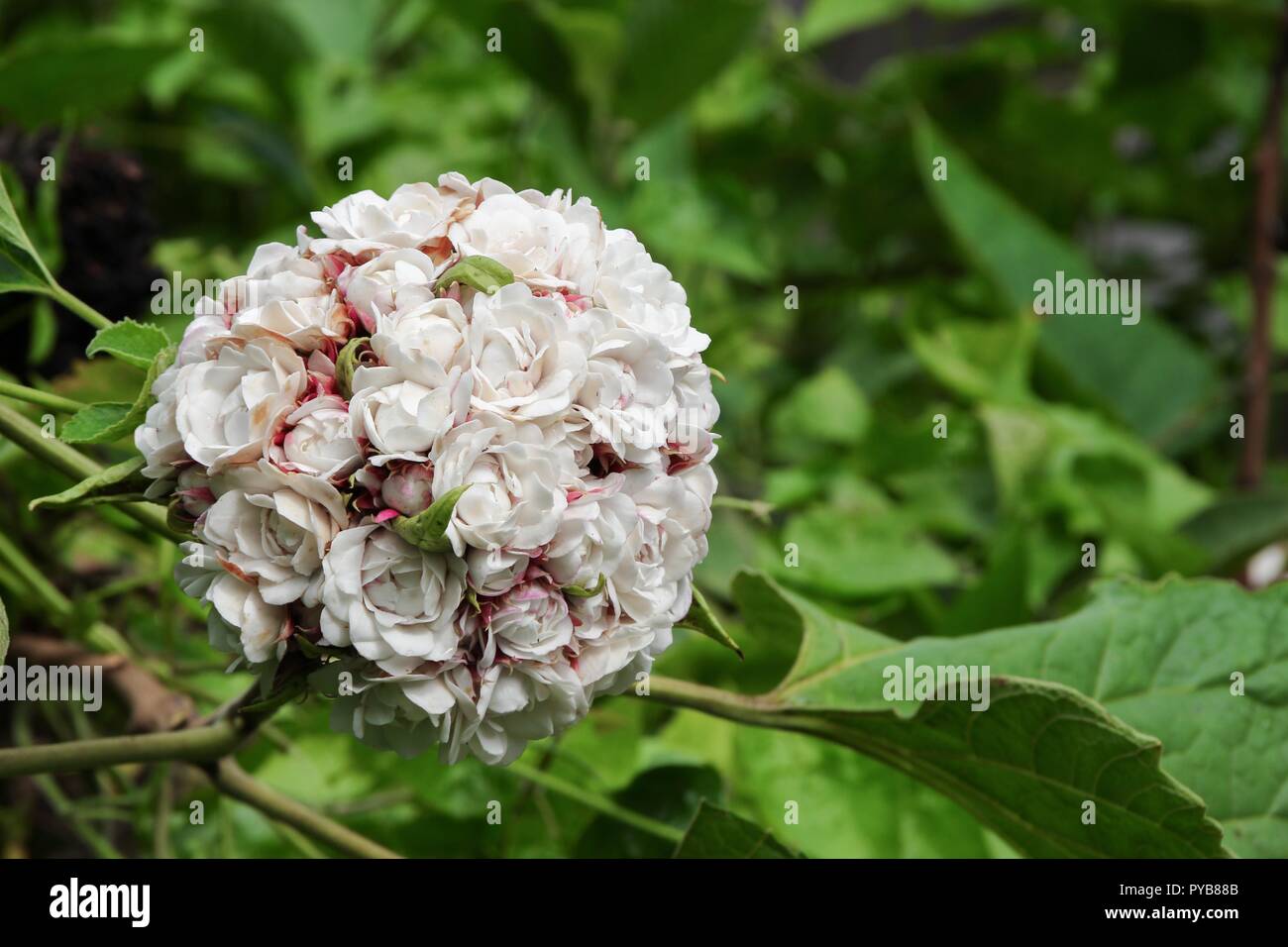 white flower ball beautiful of fragrant in bloom on tree with copy