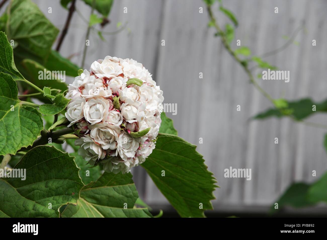 white flower ball beautiful of fragrant in bloom on tree with copy