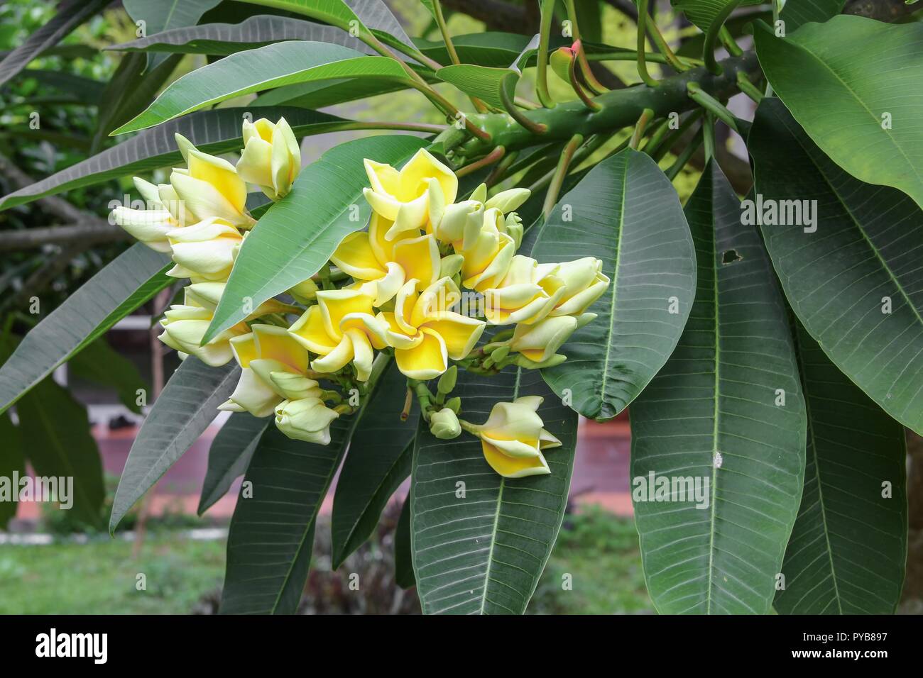 plumeria flower desert rose yellow beautiful on the tree ( Common name