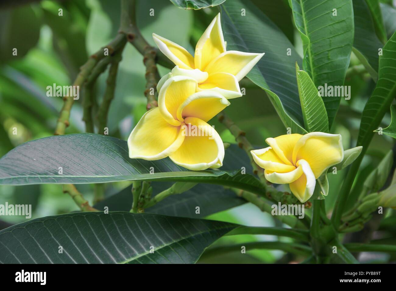 plumeria flower desert rose yellow beautiful on the tree ( Common name