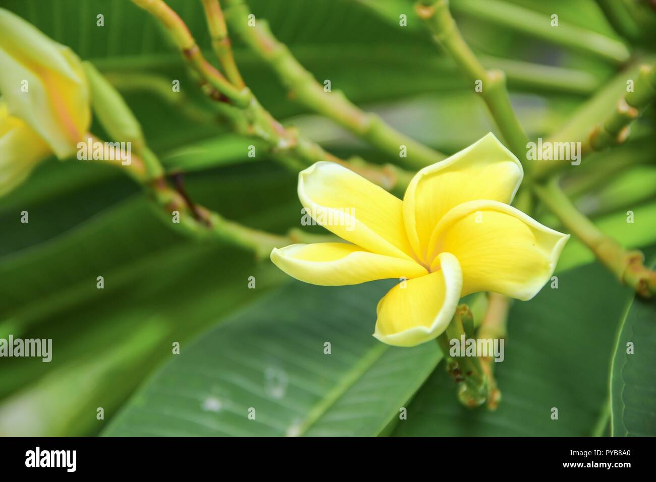 plumeria flower desert rose yellow beautiful on the tree ( Common name