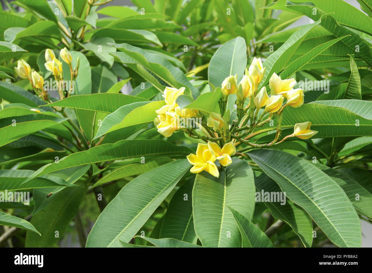 plumeria flower desert rose yellow beautiful on the tree ( Common name