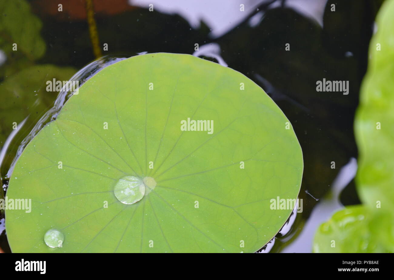 drop of water rolling on lotus leaf Stock Photo - Alamy