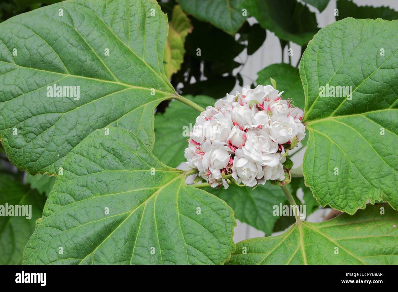 white flower ball beautiful of fragrant in bloom on tree with copy