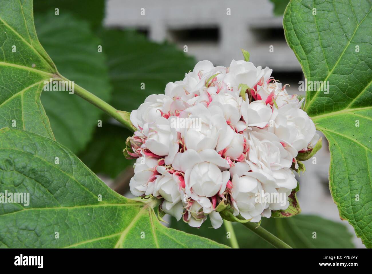 white flower ball beautiful of fragrant in bloom on tree with copy
