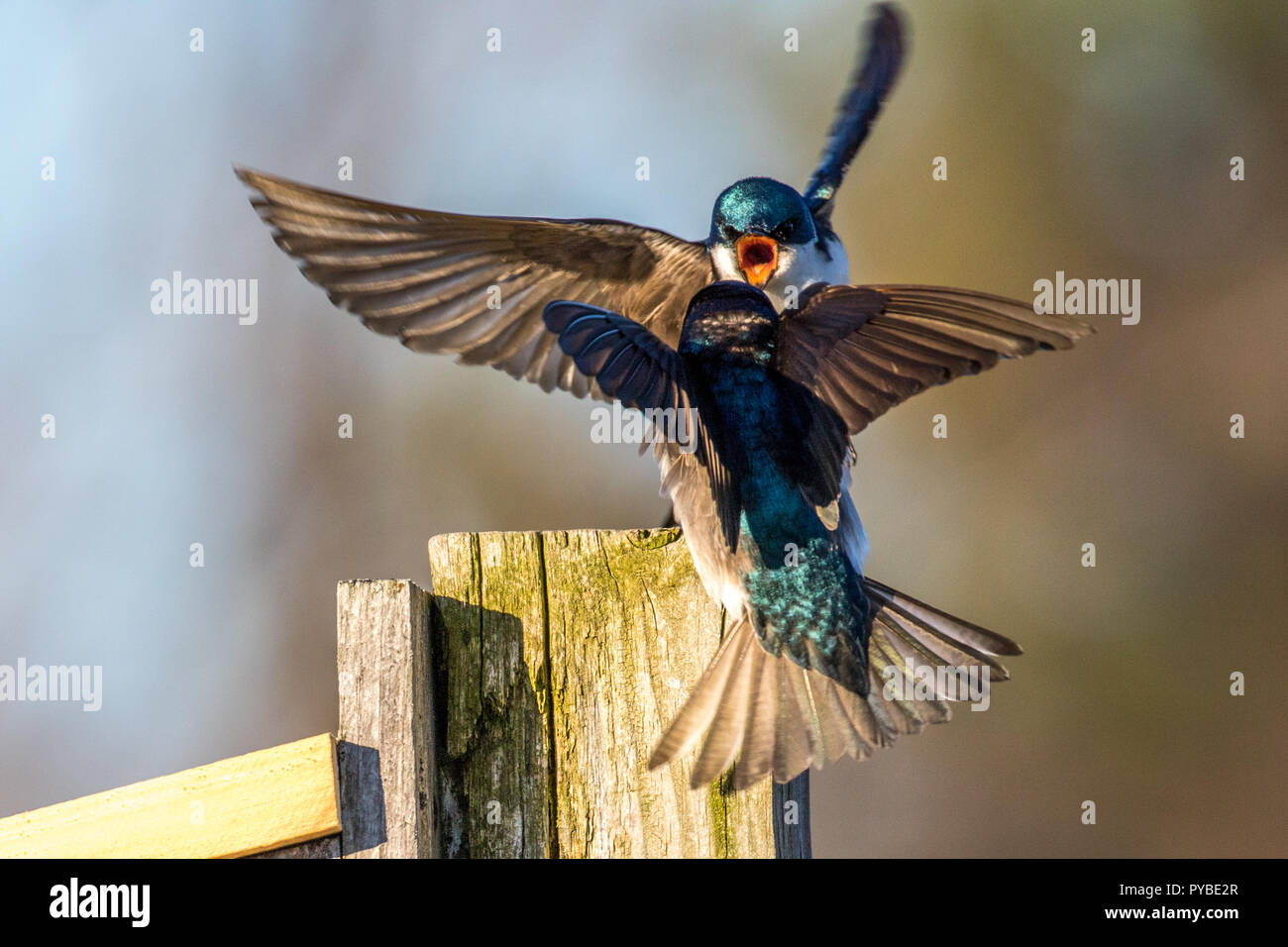 fighting birds at Ipswich River Sactuary Stock Photo