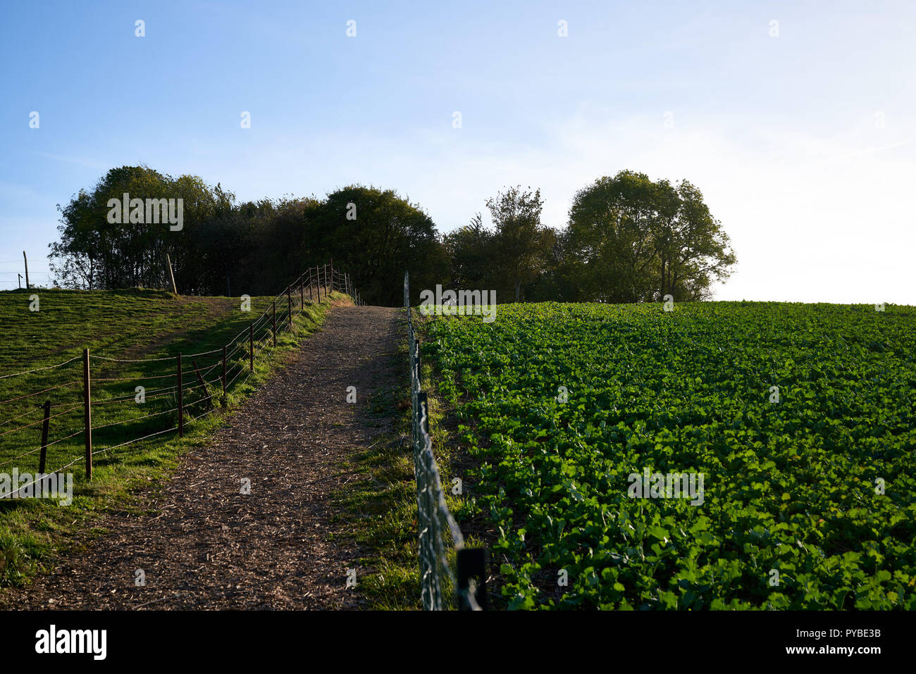Hawthorn Ridge Hawthorn Ridge crater on the Somme battlefield made famous by footage ...
