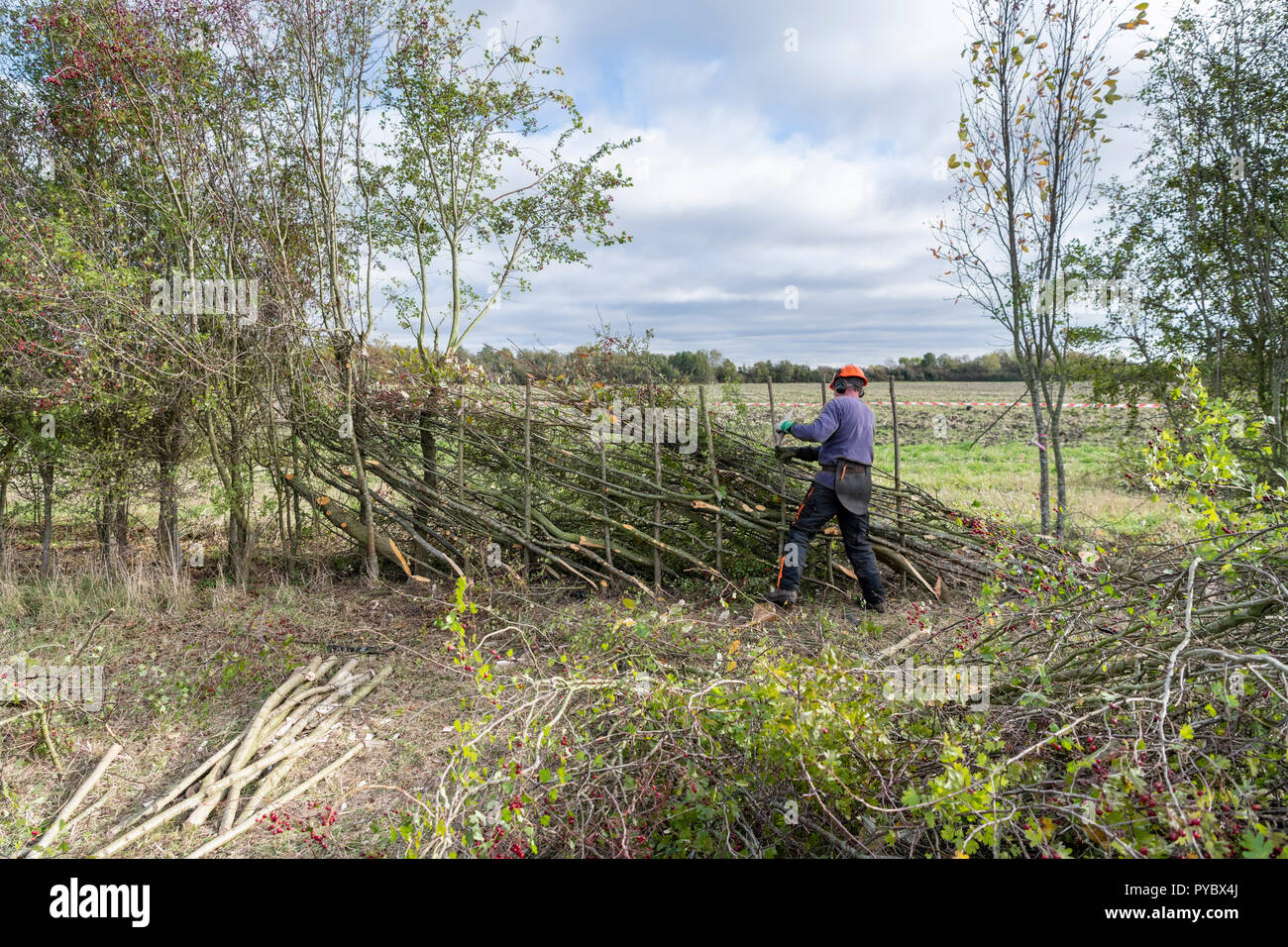 Barton, Cambridgeshire UK 27th October 2018.  Competitors take part in the 40th National Hedgelaying Championships. Around 100 entrants came from all over the UK to cut and lay a hedge in various traditional regional styles - a traditional way to manage and maintain hedgerows. Credit: Julian Eales/Alamy Live News Stock Photo