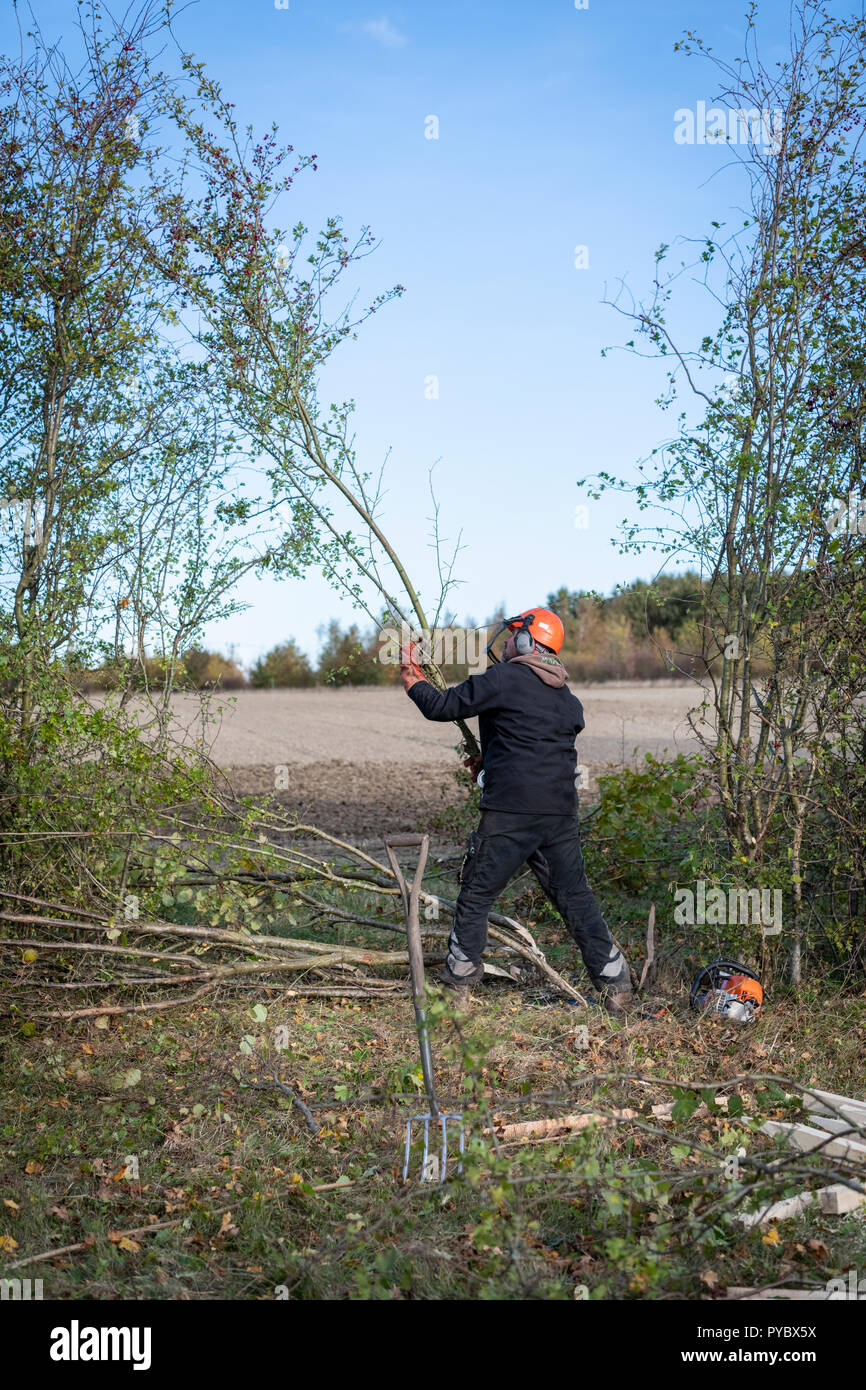 Barton, Cambridgeshire UK 27th October 2018.  Competitors take part in the 40th National Hedgelaying Championships. Around 100 entrants came from all over the UK to cut and lay a hedge in various traditional regional styles - a traditional way to manage and maintain hedgerows. Credit: Julian Eales/Alamy Live News Stock Photo