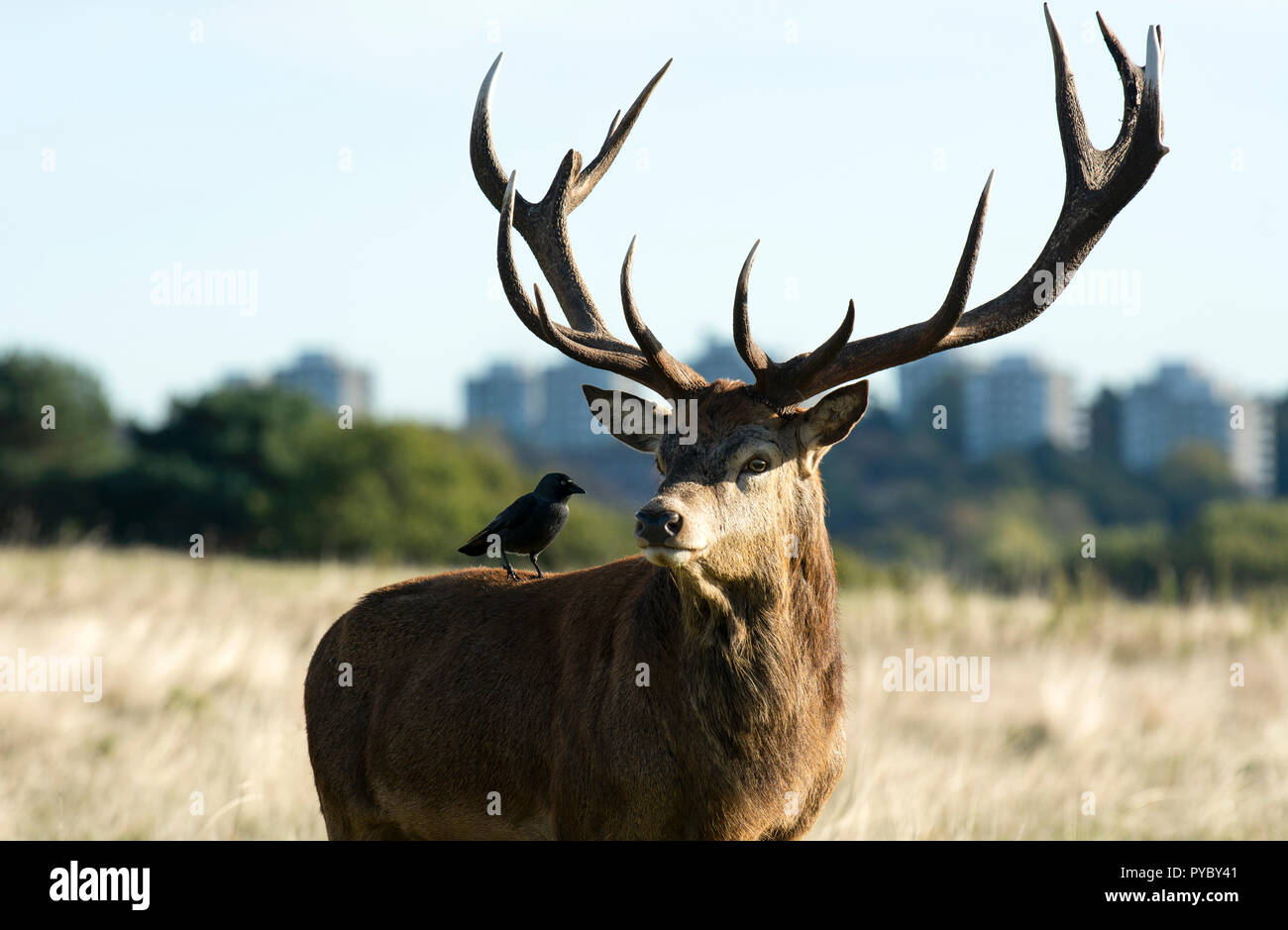 London,UK. 27 October 2018. A stag deer and crow in the autumn sun,Richmond park. Danny Link/Alamy live news. Stock Photo