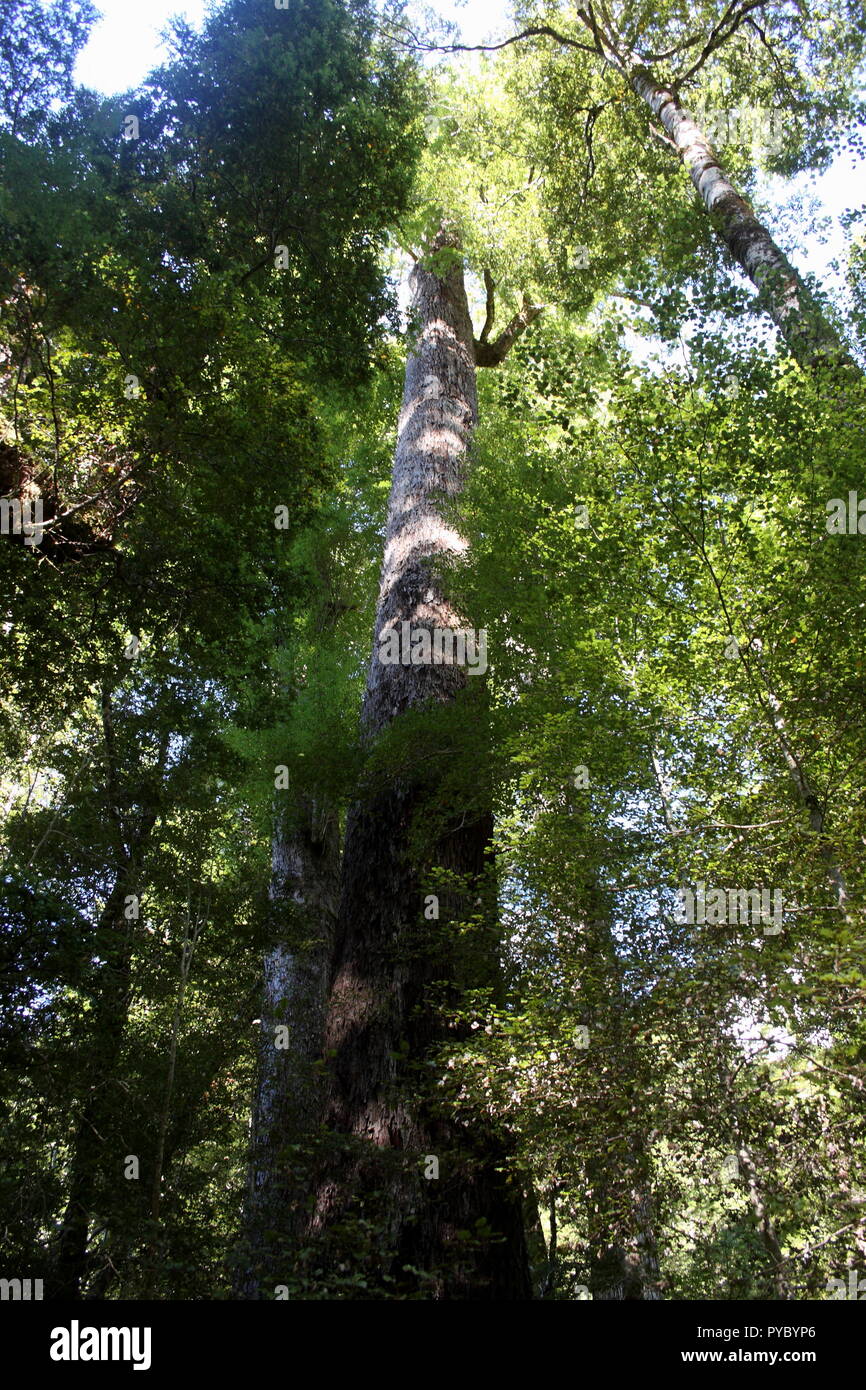 Souther Beech tree, showing the black fungus at the base, and the tall trunk into the canopy top. A native New Zealand trees Stock Photo
