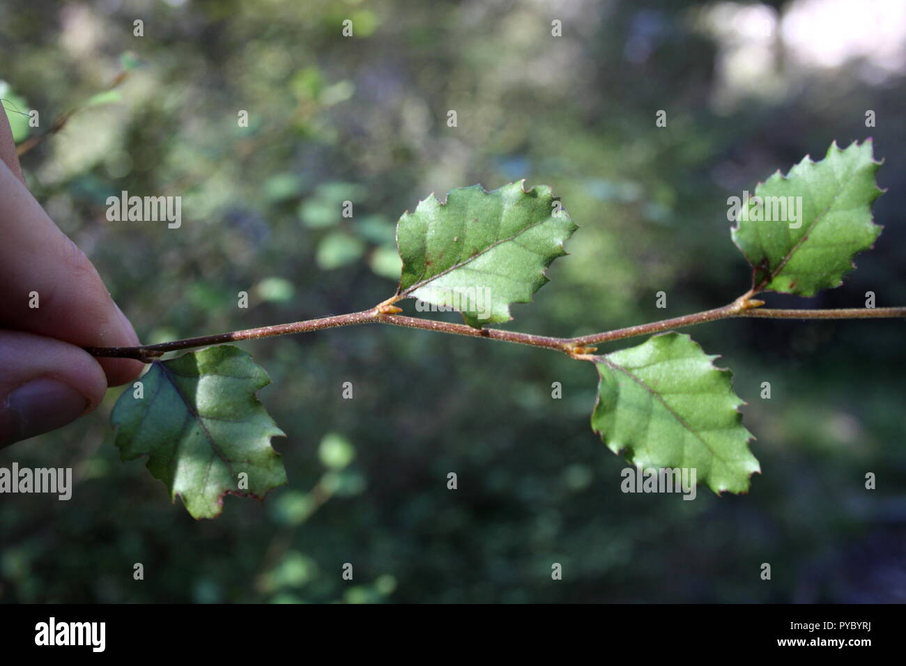 Southern beech leaves hi-res stock photography and images - Alamy