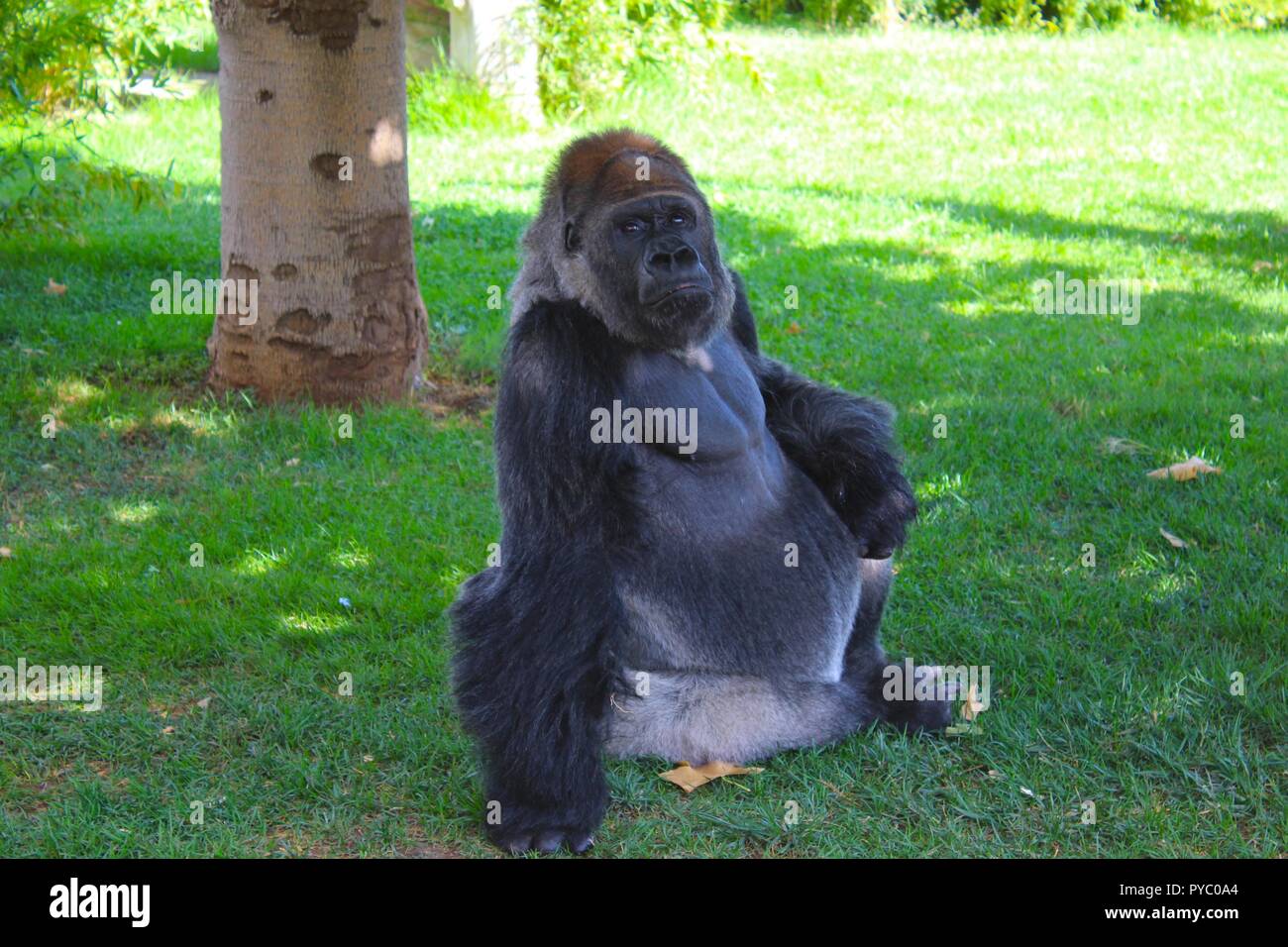Zoo life of wild animals hi-res stock photography and images - Alamy