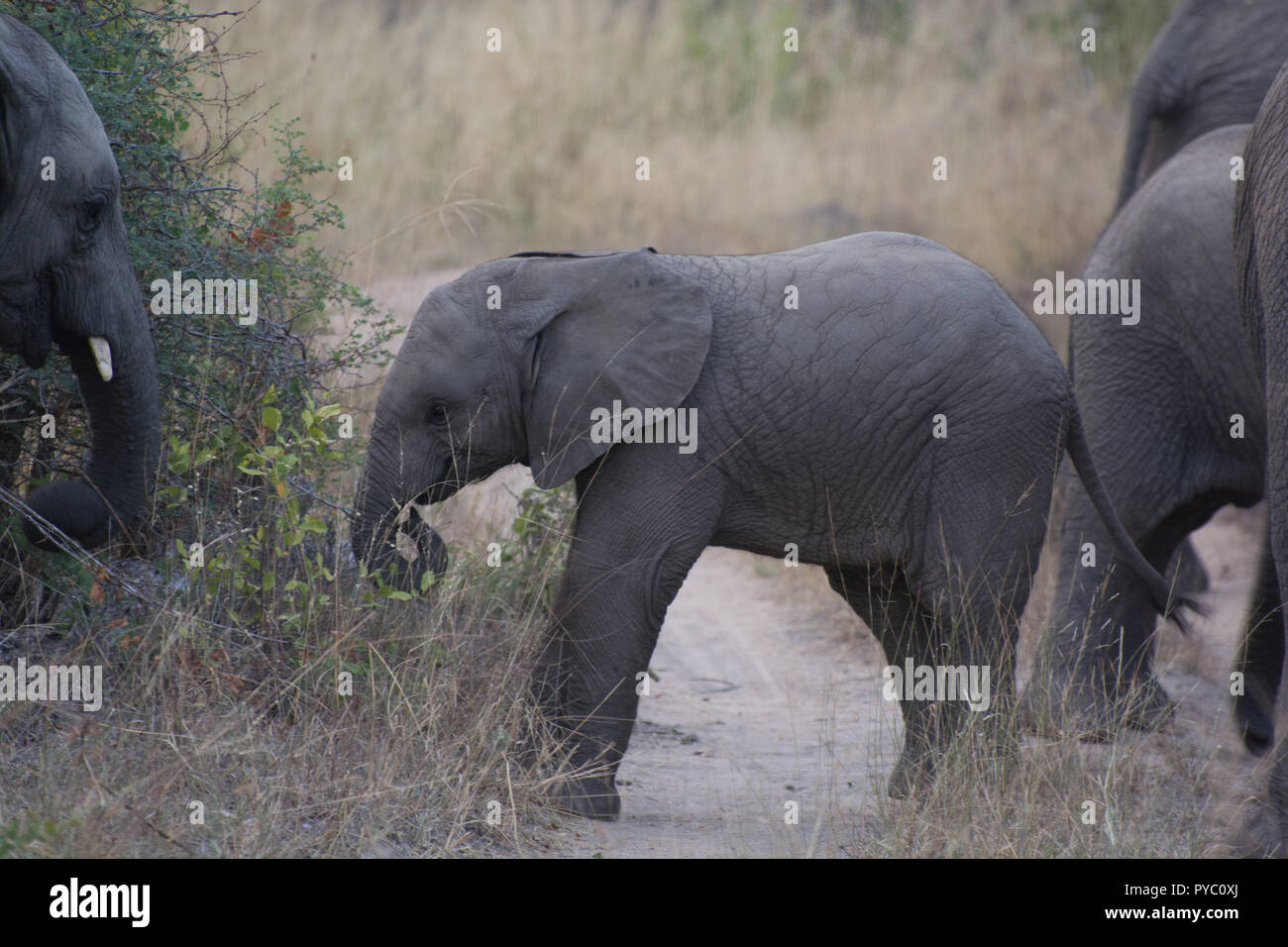 Family of African elephants (Loxodonta africana) in the Sabi Sands, Greater Kruger, South Africa Stock Photo