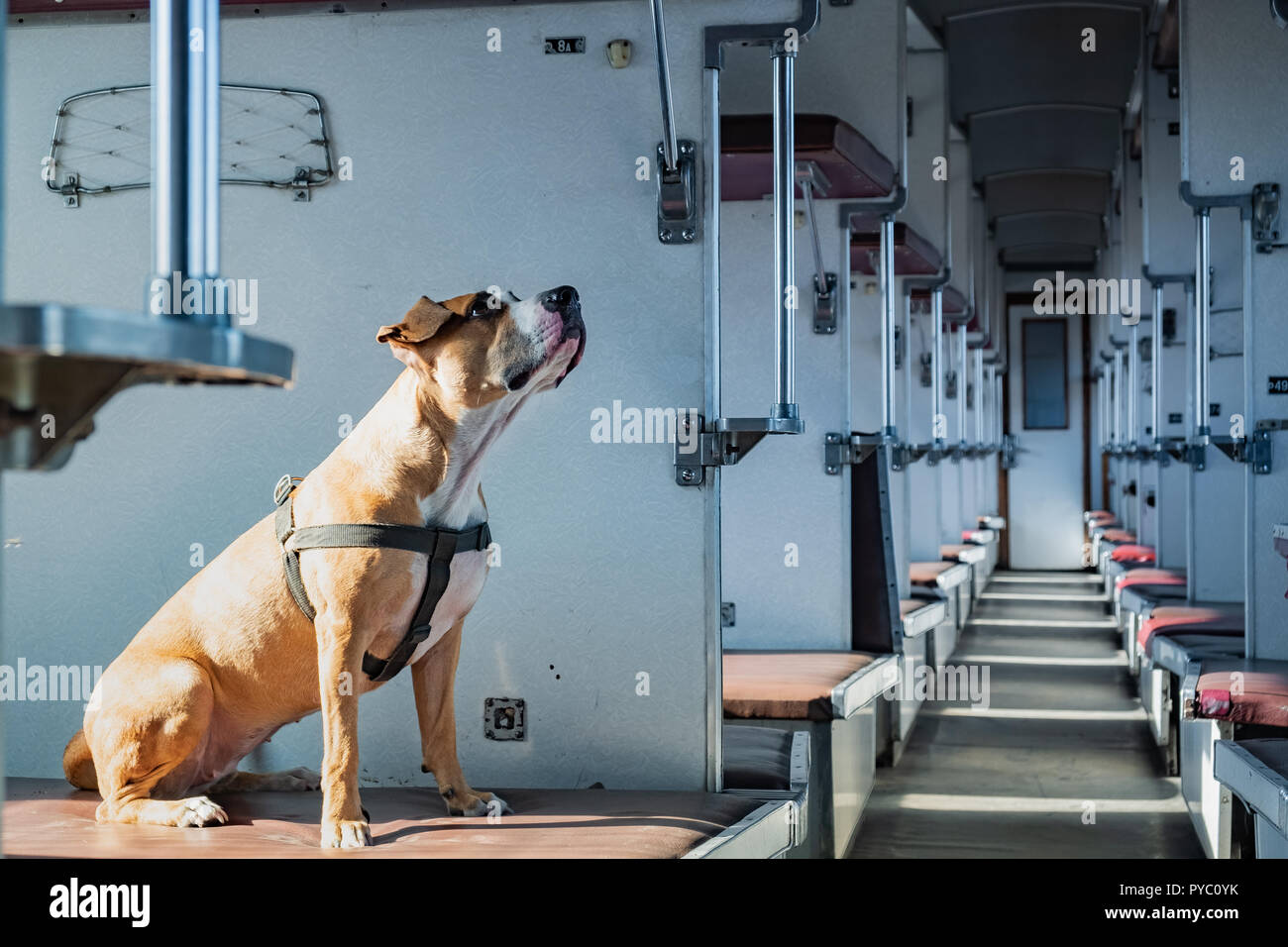 Dog sits in an empty vintage passenger train car. Staffordshire terrier  in an old soviet economy class carriage Stock Photo