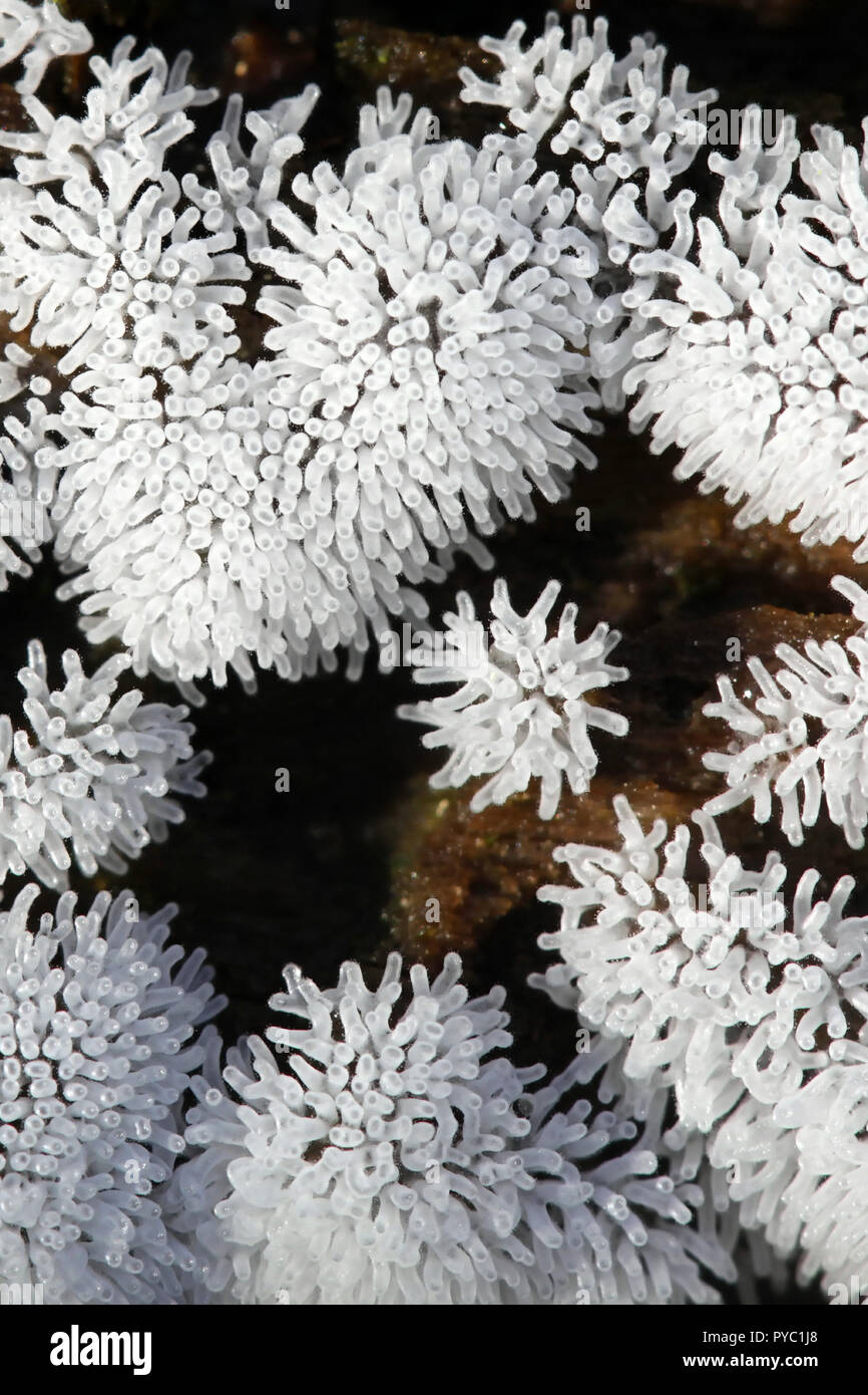Coral slime mold, Ceratiomyxa fruticulosa Stock Photo