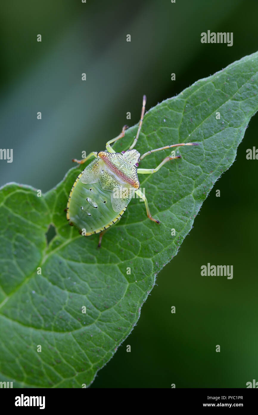 Hawthorn shield bug nymph, Acanthosoma haemorrhoidale Stock Photo