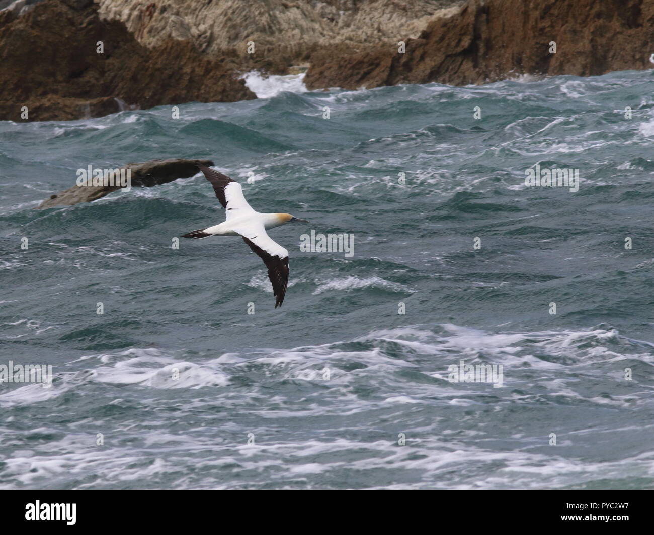Morus serrator, Australian Gannet, flying over choppy sea with a swell, showing open wings with heavy black flight feathers and orange head. Stock Photo