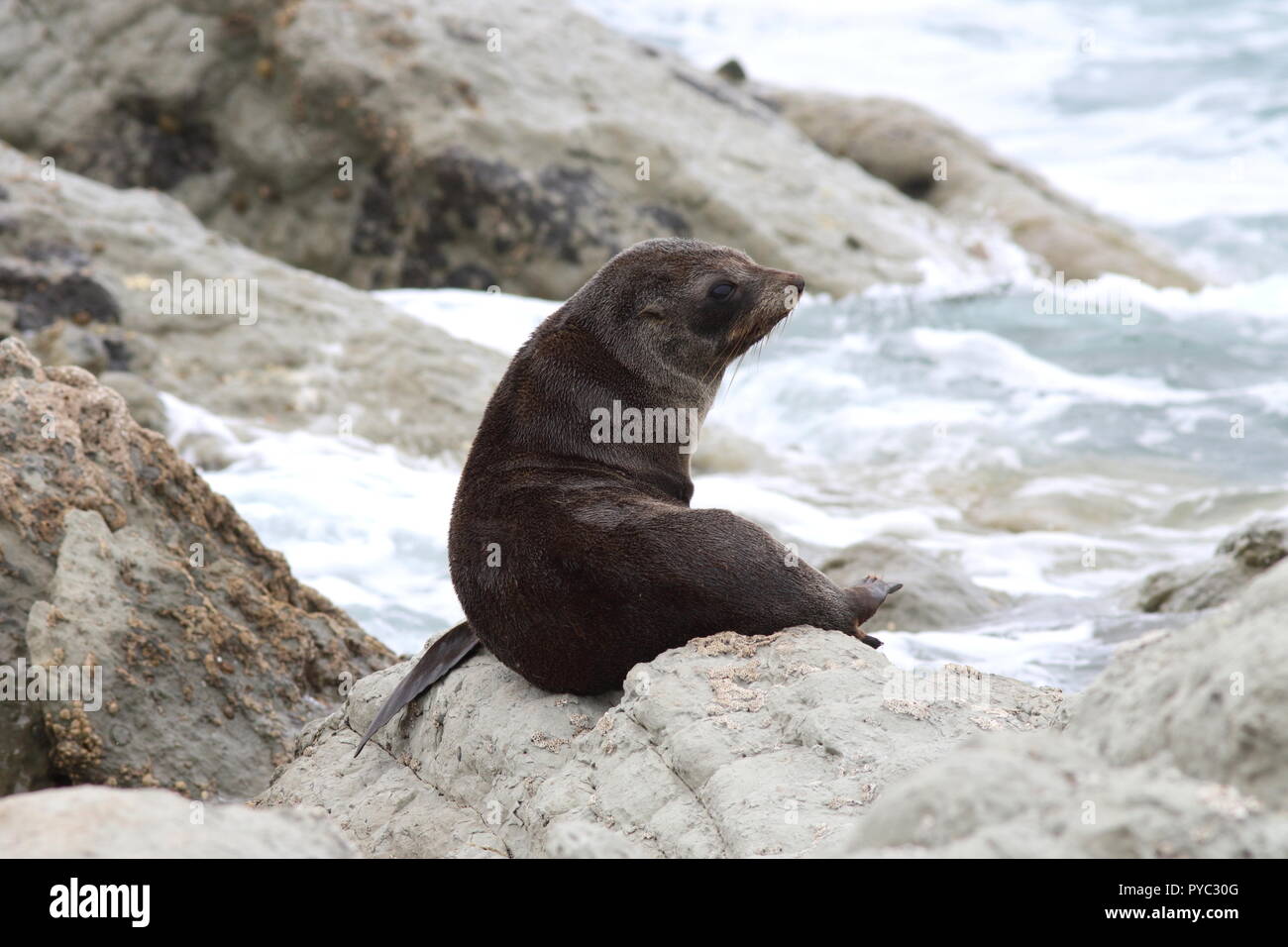 New Zealand Fur Seal sitting on rocks on the waters edge at the seashores foreshore. Know locally as Kekeno. Stock Photo
