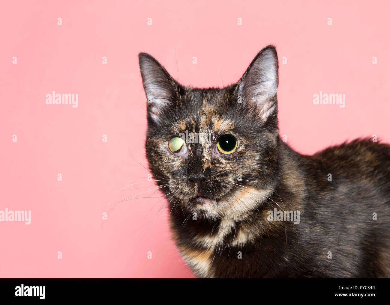 Portrait of one tortoiseshell tortie kitten with congenital deformation of right eye looking slightly to viewers left. Left eye pupil dilated watching Stock Photo