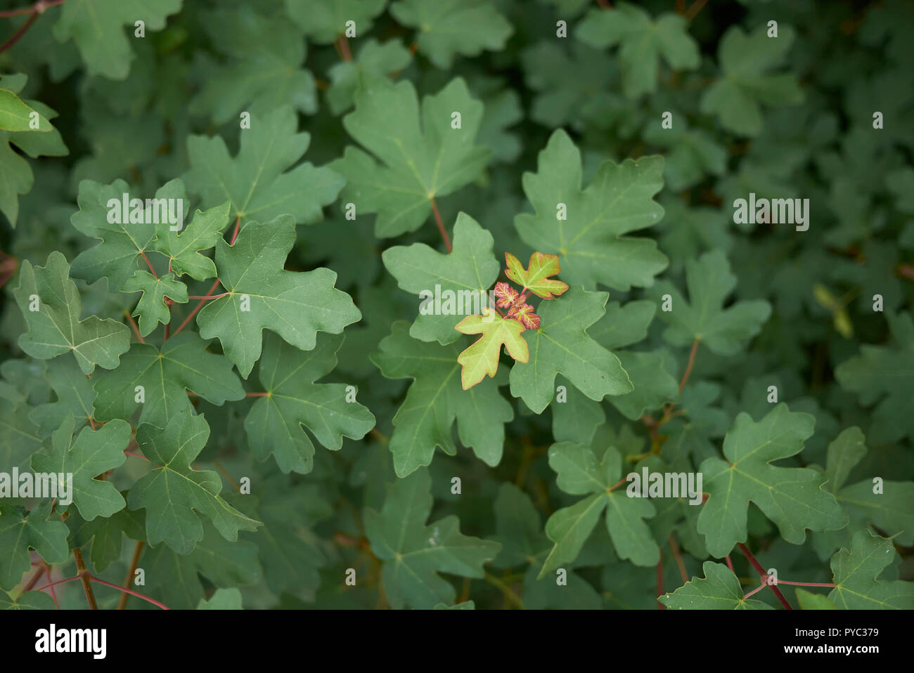 Acer campestre fresh foliage Stock Photo