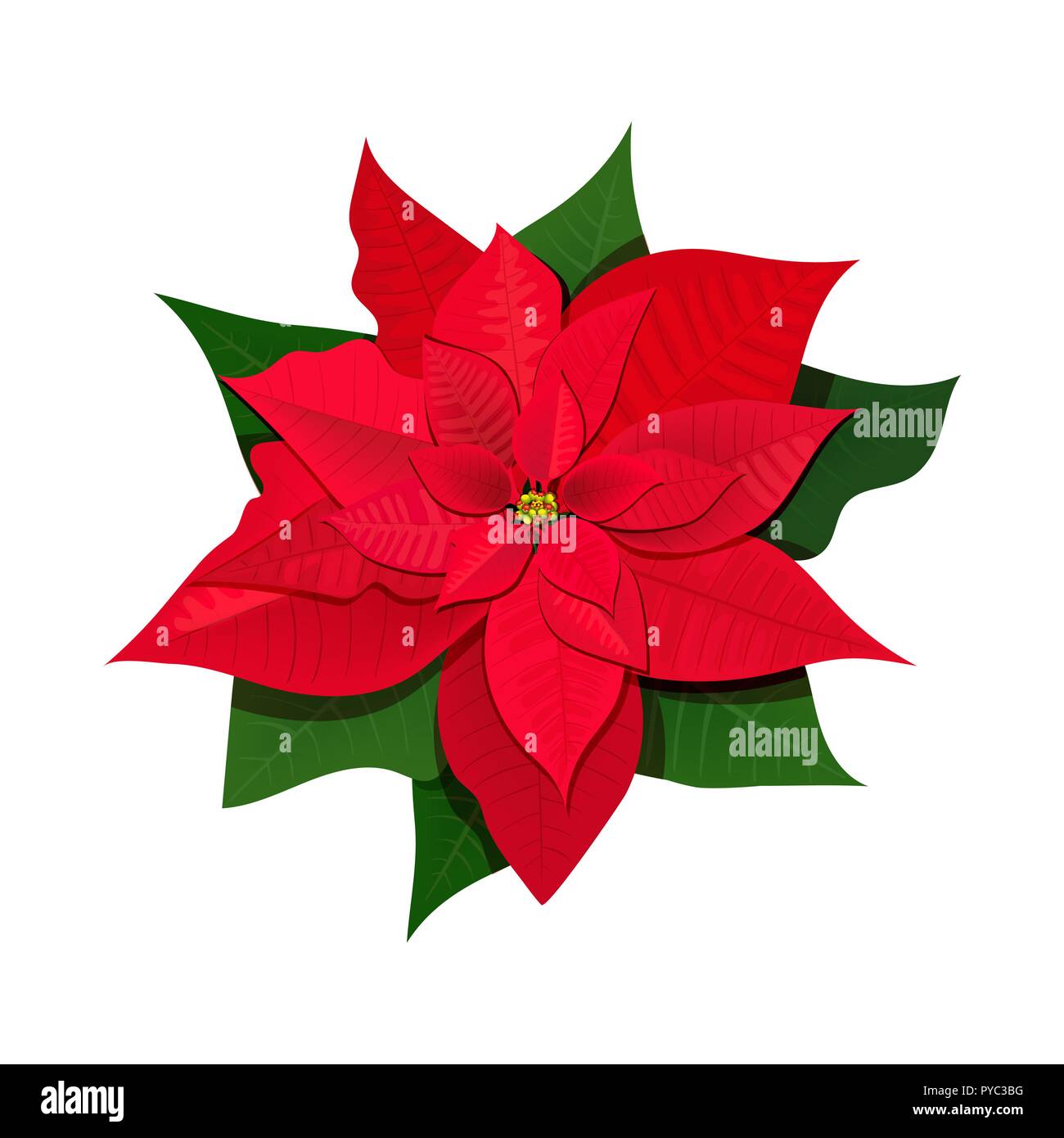 Set with Poincetti flowers. Colored vector illustration. Isolated on white background. for cards, posters, banners, invitations greeting cards prints, Stock Vector