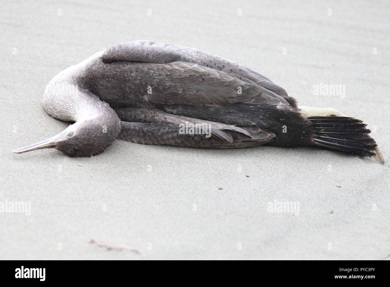 Deceased Juvenile Spotted Shag found on sandy beach lifeless, still and dead, cause of death unknown but likely aftermath of a heavy storm. Stock Photo