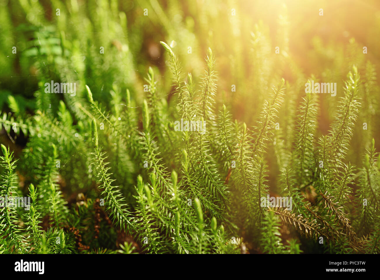 Green moss background Stock Photo - Alamy