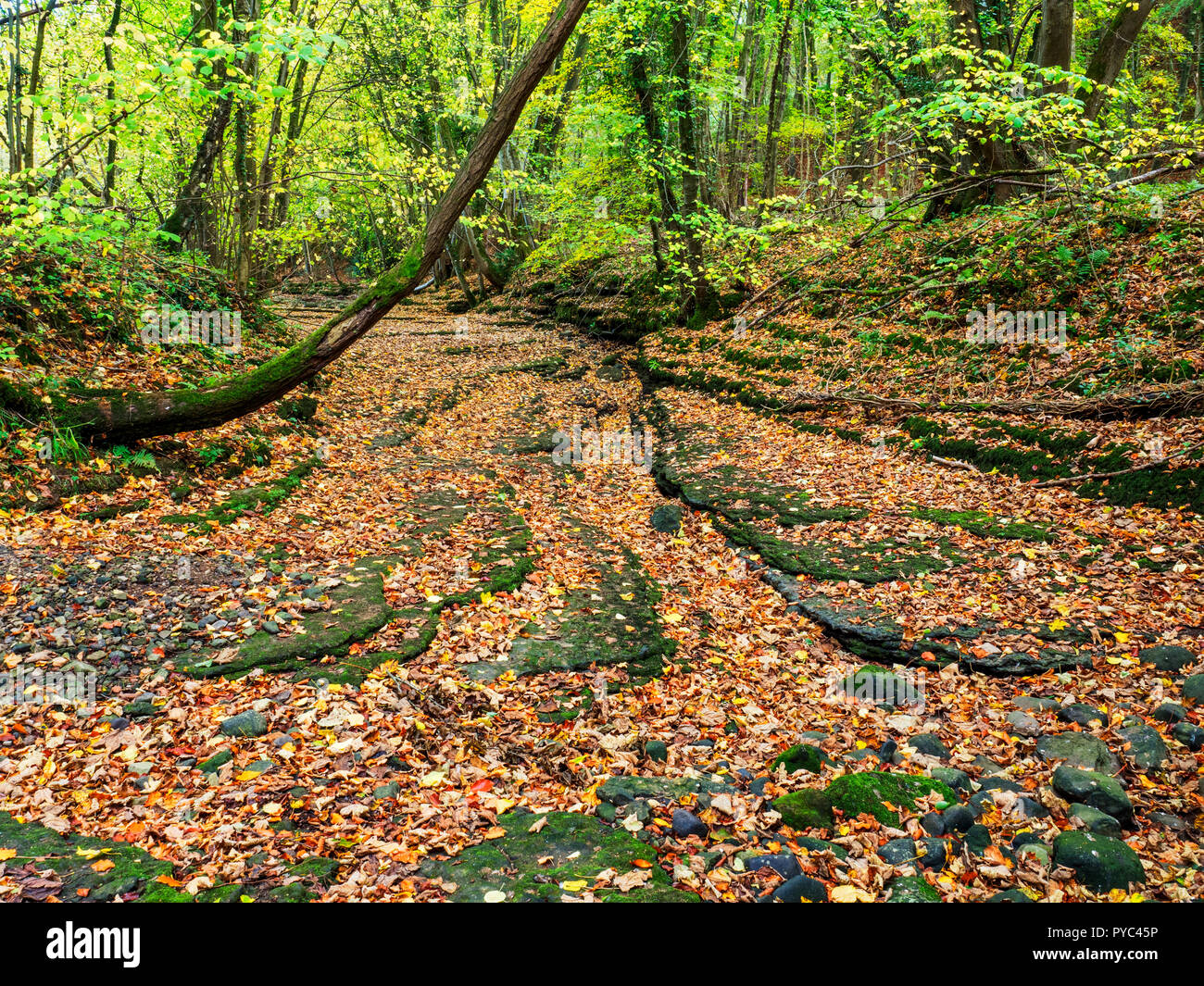 A carpet of autumn leaves on the bed of the River Skell in Chinese Wood near Ripon North Yorkshire England Stock Photo