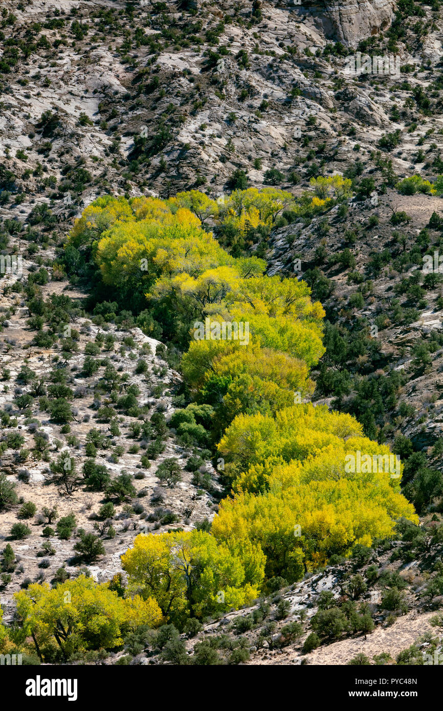 Autumn Cottonwood Trees in River Basin, Dixie National Forest, Utah Stock Photo