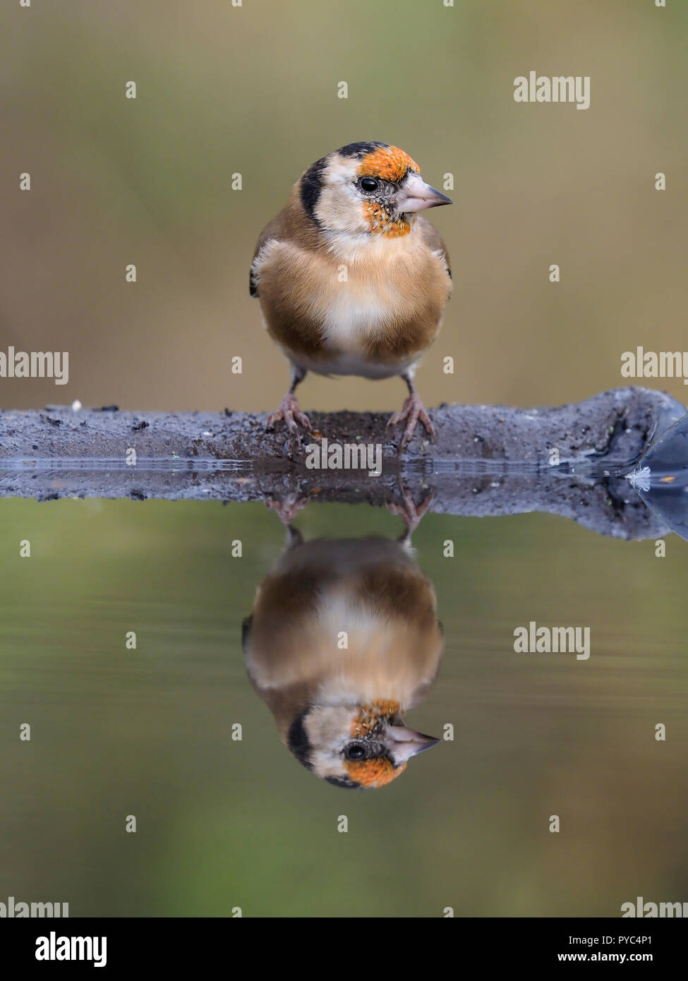 Goldfinch, Carduelis carduelis, Single bird at water, Warwickshire, October 2018 Stock Photo