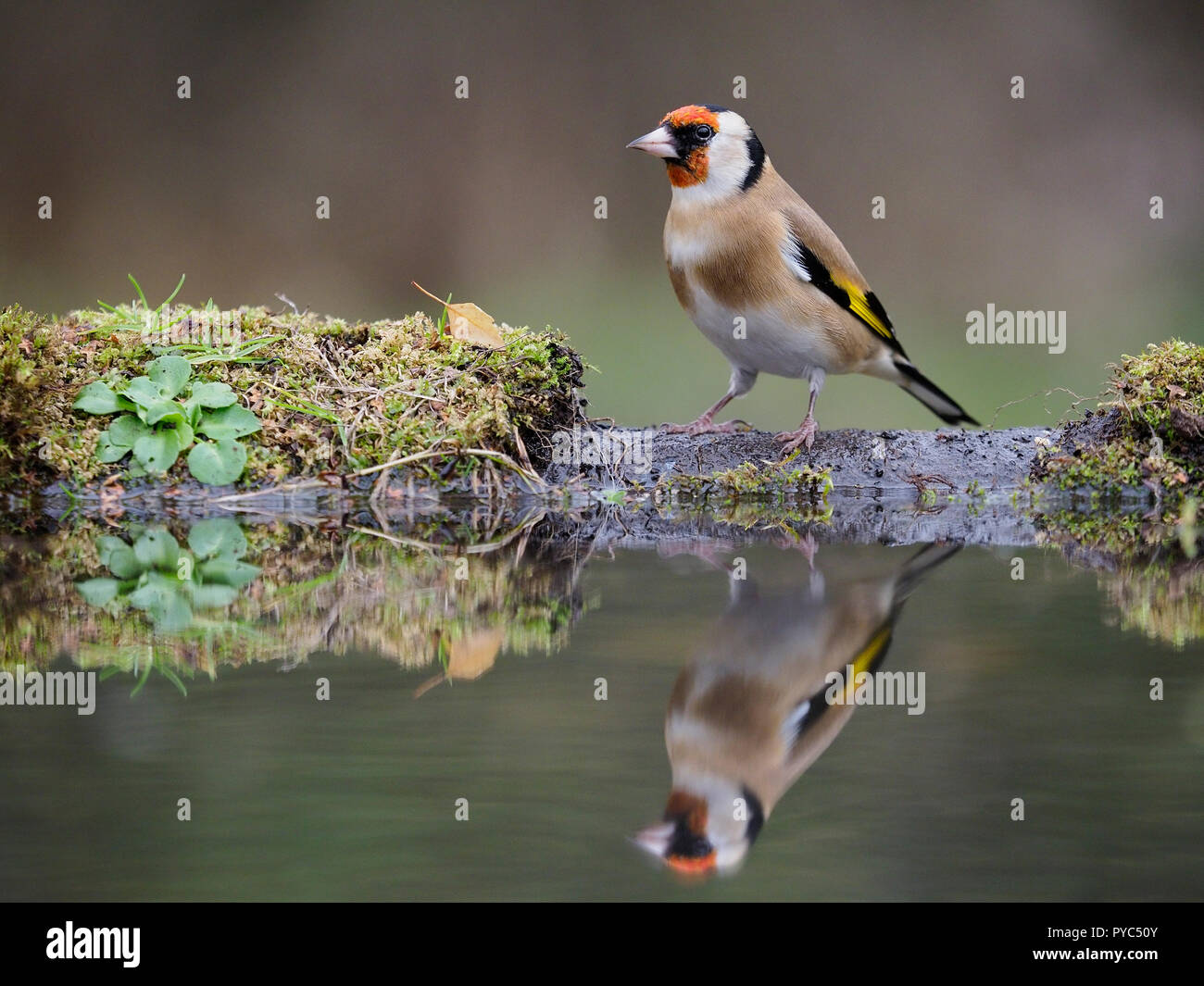 Goldfinch, Carduelis carduelis, Single bird at water, Warwickshire, October 2018 Stock Photo