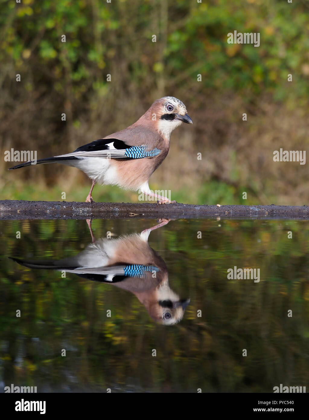 Jay, Garrulus glandarius, Single bird at water, Warwickshire, October 2018 Stock Photo