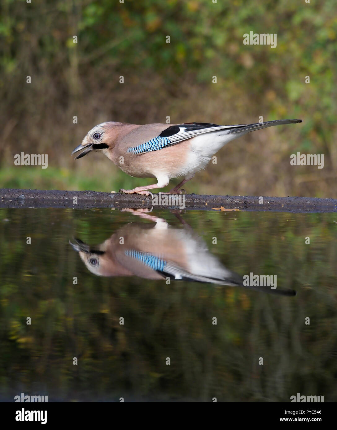 Jay, Garrulus glandarius, Single bird at water, Warwickshire, October 2018 Stock Photo
