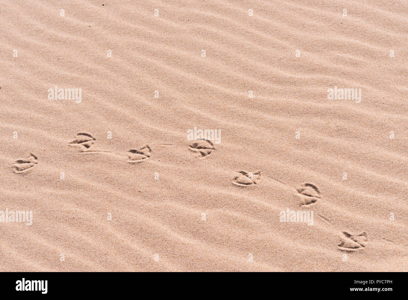 Palmate (webbed) bird track (footprint) in sand on a beach. Stock Photo