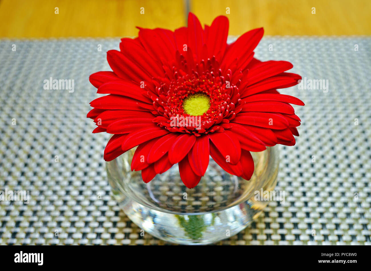 Single Red Gerbera Daisy Flower In A Single Bud Vase Stock Photo