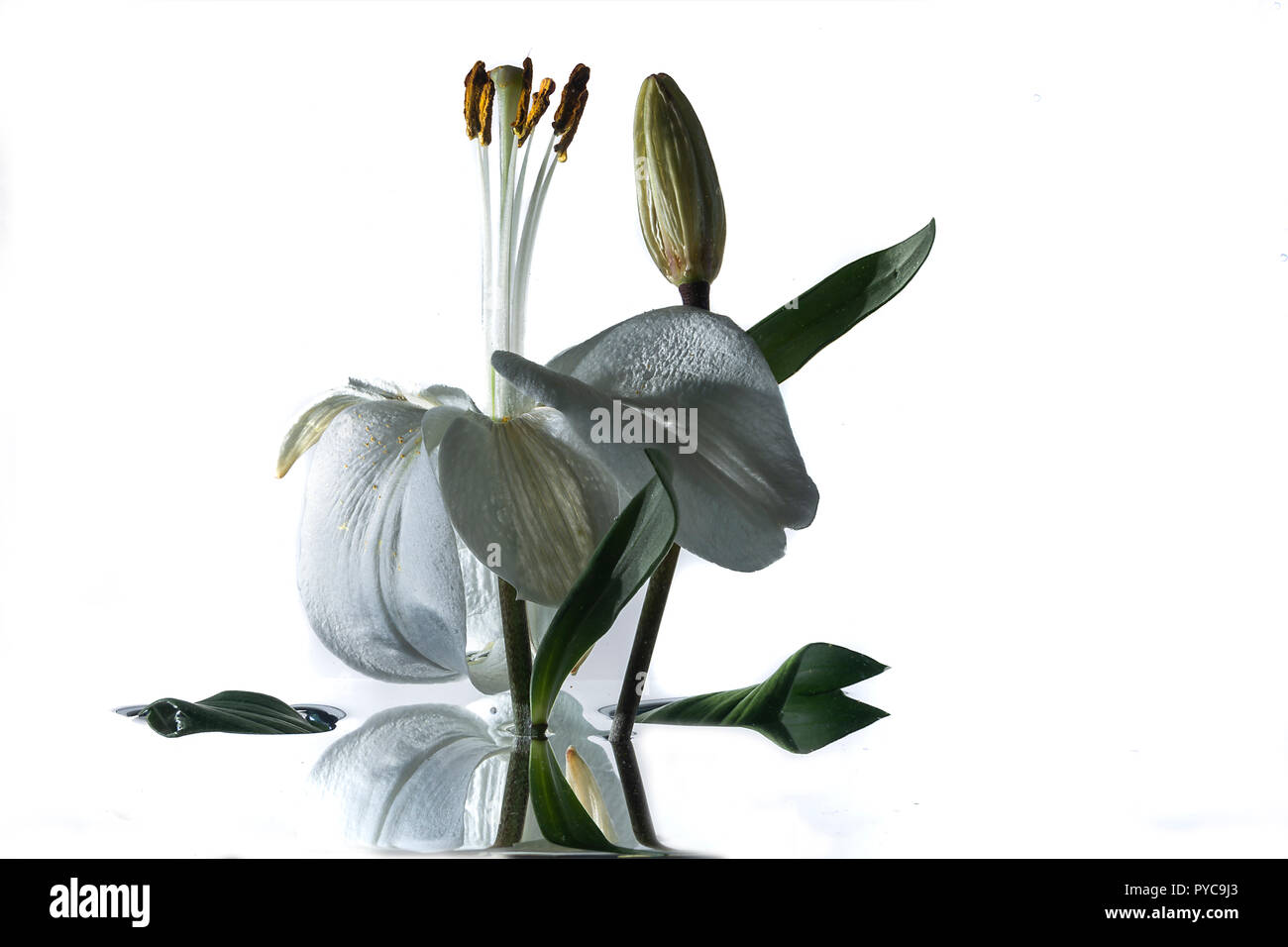 Water lily underwater hires stock photography and images Alamy