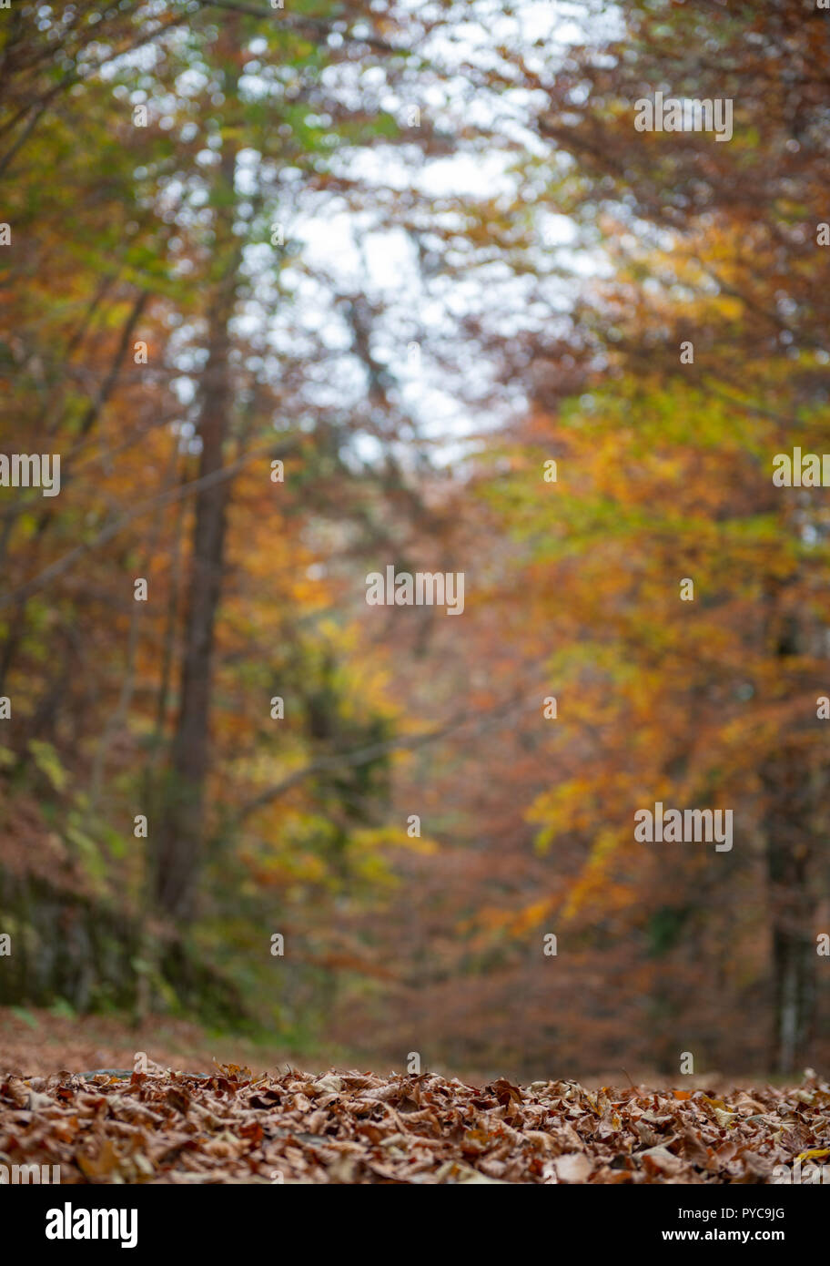 Colors of the forest in autumn Stock Photo - Alamy