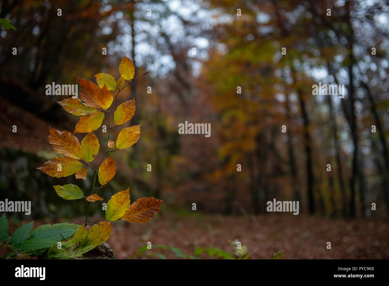 Colors of the forest in autumn Stock Photo - Alamy
