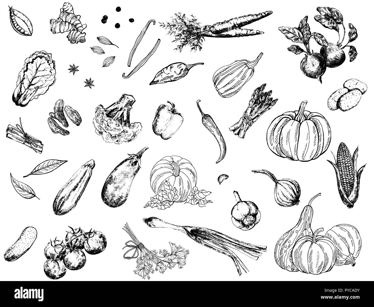 Big set of hand drawn sketch style vegetables isolated on white background. Vector illustration. Stock Vector