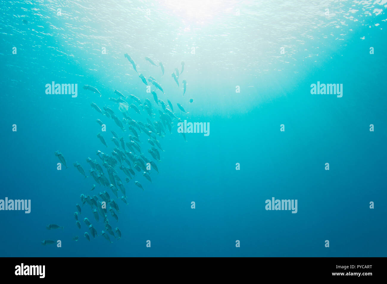 School of Mackerel Stock Photo Alamy