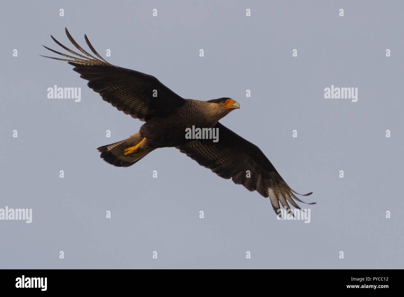 crested caracara in flight wings spread carcass island falkland islands Stock Photo