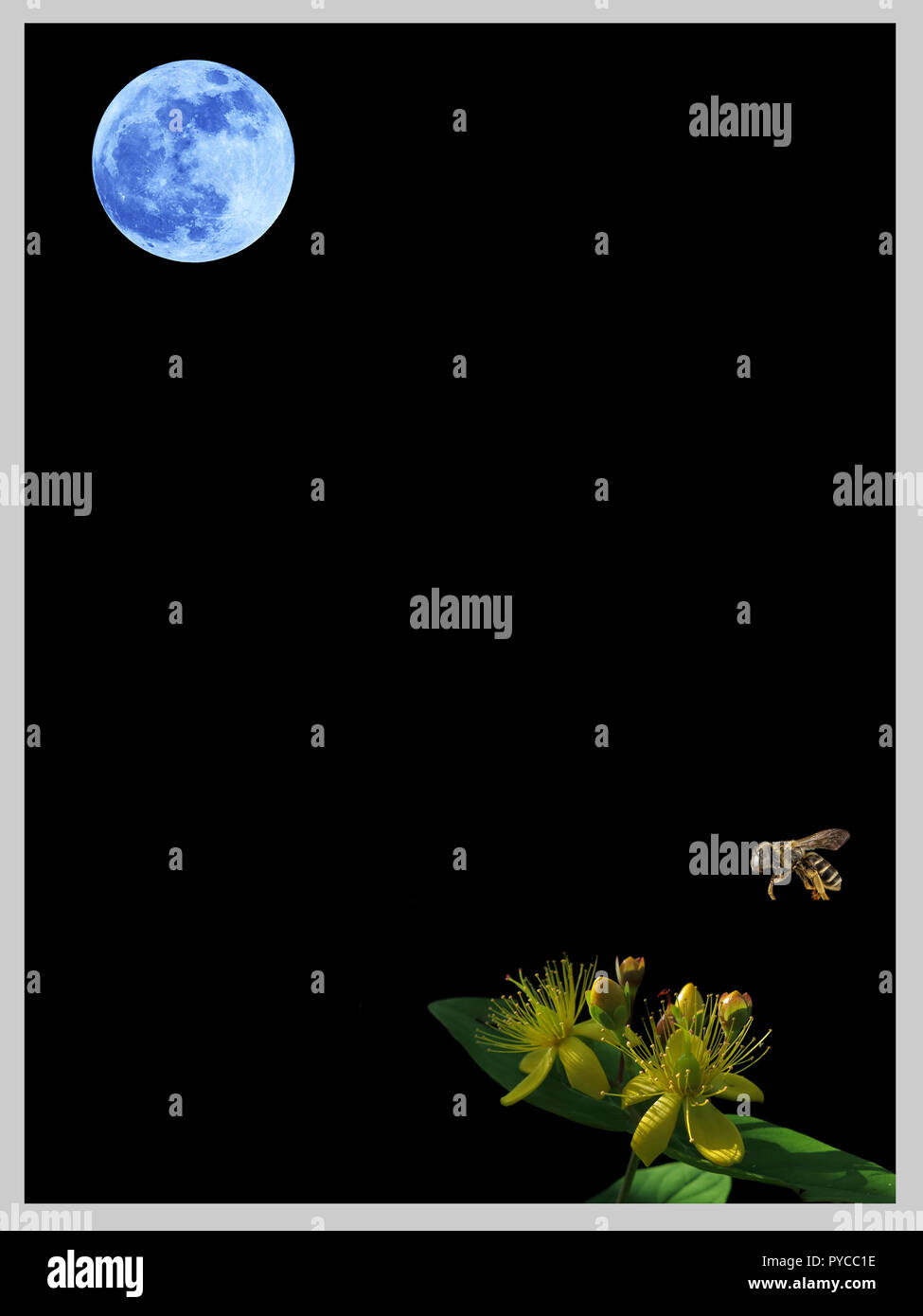 Luna, Bee and Flower Minimalist Poster v9.jpg - PYCC25 Stock Photo