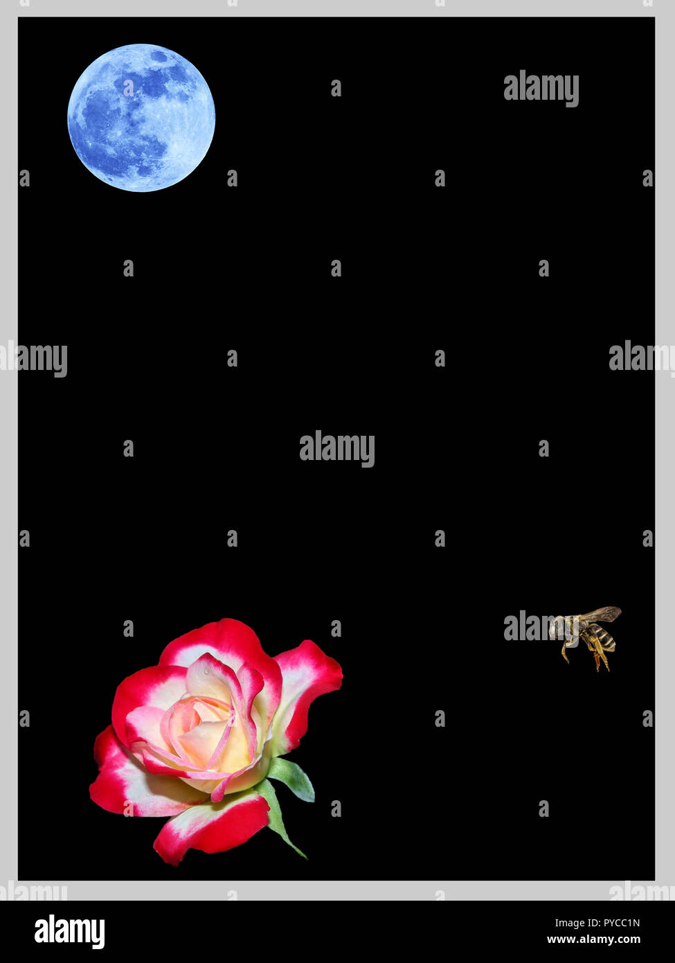 Luna, Bee and Flower Minimalist Poster v9.jpg - PYCC25 Stock Photo