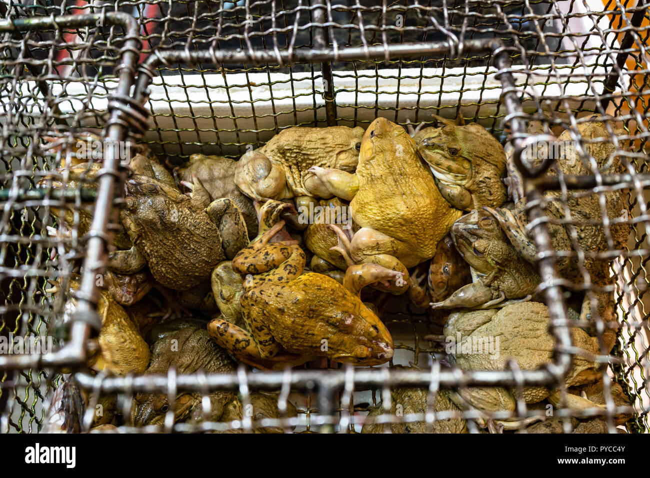 Caged frogs hires stock photography and images Alamy