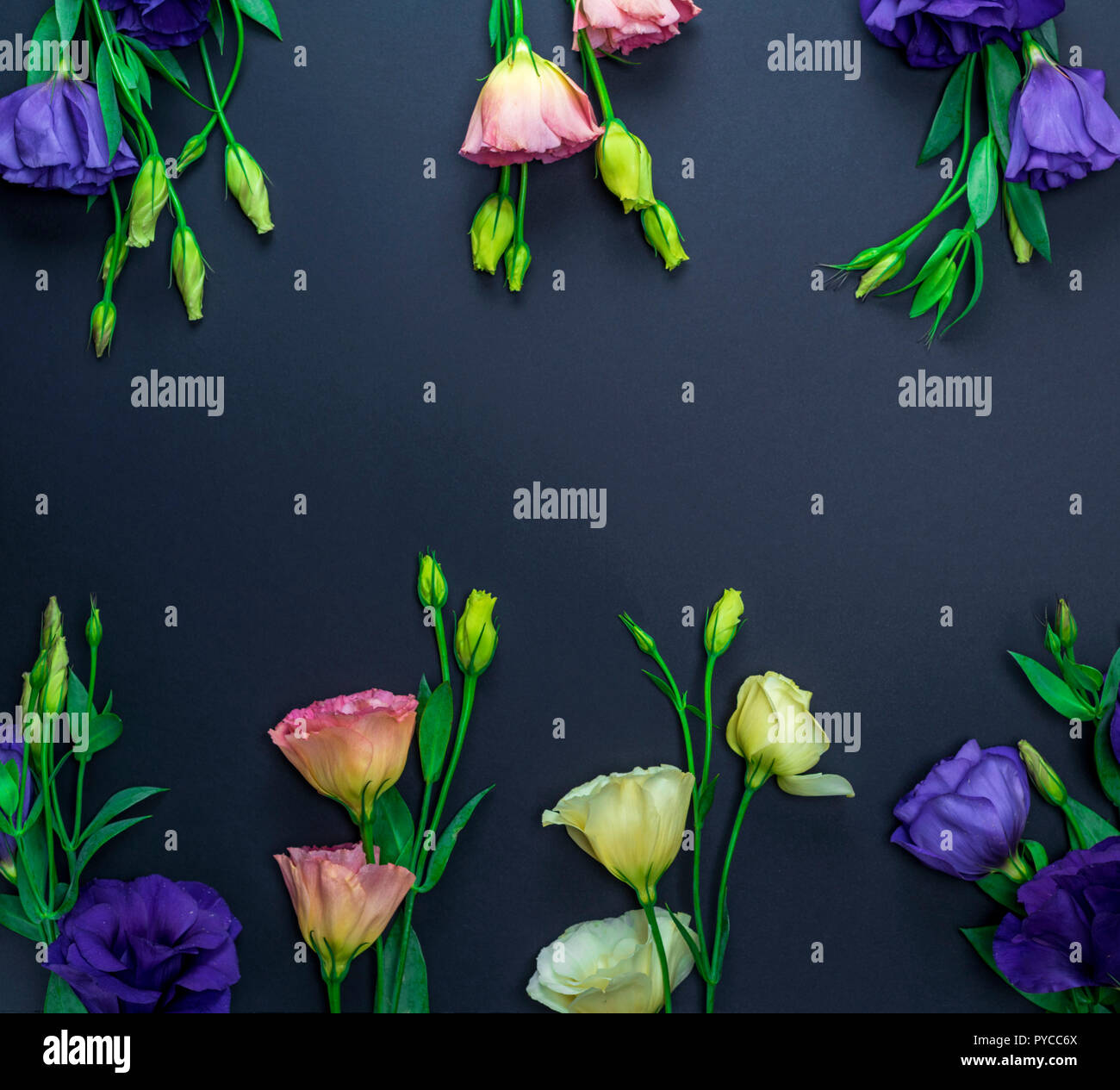 purple, white and pink eustoma flowers on a black paper background, empty space in the middle Stock Photo