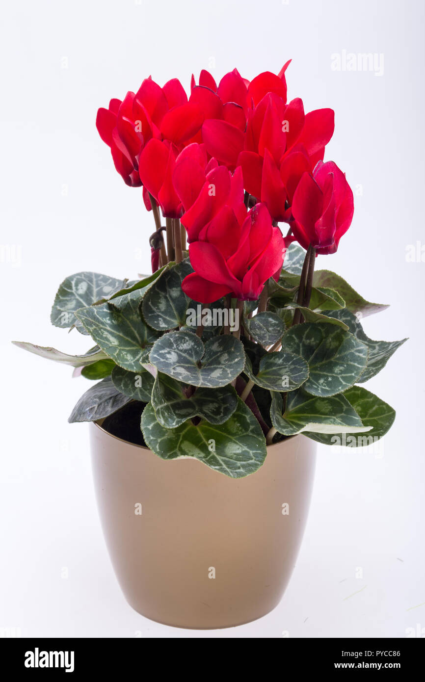 the Persian cyclamen flower isolated on white background Stock Photo - Alamy