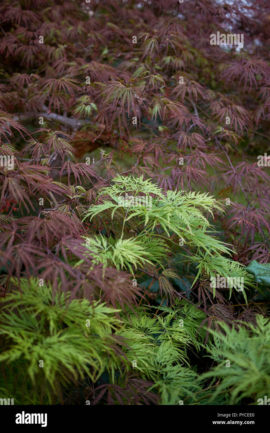 Purple Leaves Maple High Resolution Stock Photography and Images - Alamy